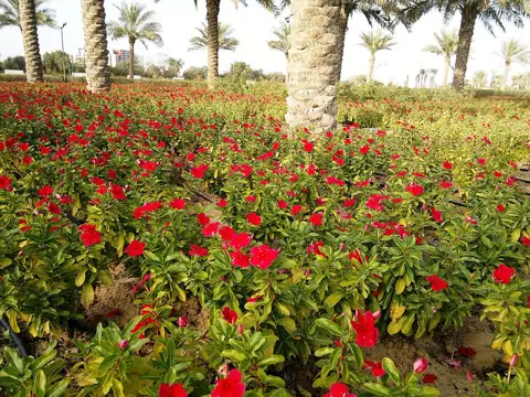 شیخ زاید جامع مسجد — خوب صورت باغات مسجد کو گھیرے ہوئے ہیں۔