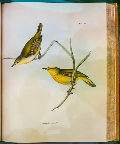 A closer look at a bird-themed decorative display.