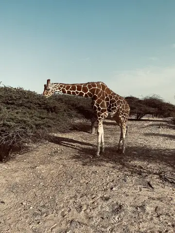 صیر بنی یاس جزیرہ — جزیرے کی جنگلی حیات کی محفوظ پناہ گاہ میں زرافوں کی تصویر۔