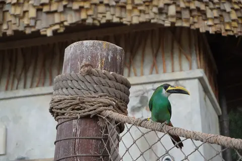 سی ورلڈ ابوظبی — سی ورلڈ ابوظبی میں سبز اراکاری کی تصویر؛ جانوروں کی نمائش بدل سکتی ہے۔