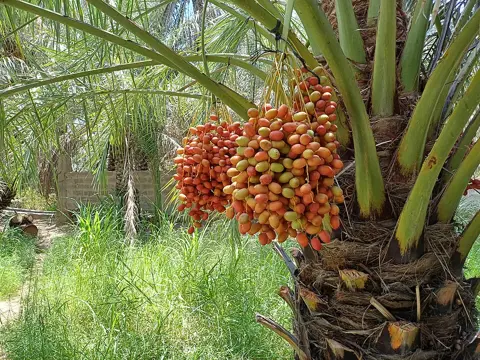 نخلستان کی کھجوروں میں کھجور کے گچھے۔