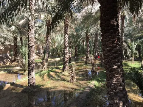 العین نخلستان — روایتی آب پاشی کھجور کے باغات کو پانی دیتی ہے۔