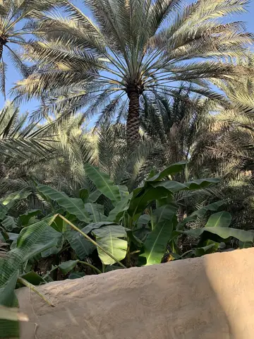 العین نخلستان — نخلستان کے اندر روایتی تہہ دار کاشت۔