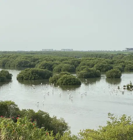 بلندی سے قریبی منظر الزوراء میں مینگرووز کی چھت اور بل کھاتا مدوجزر کا پانی دکھاتا ہے۔
