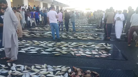 Fish laid out for auction give a close view of the working market.