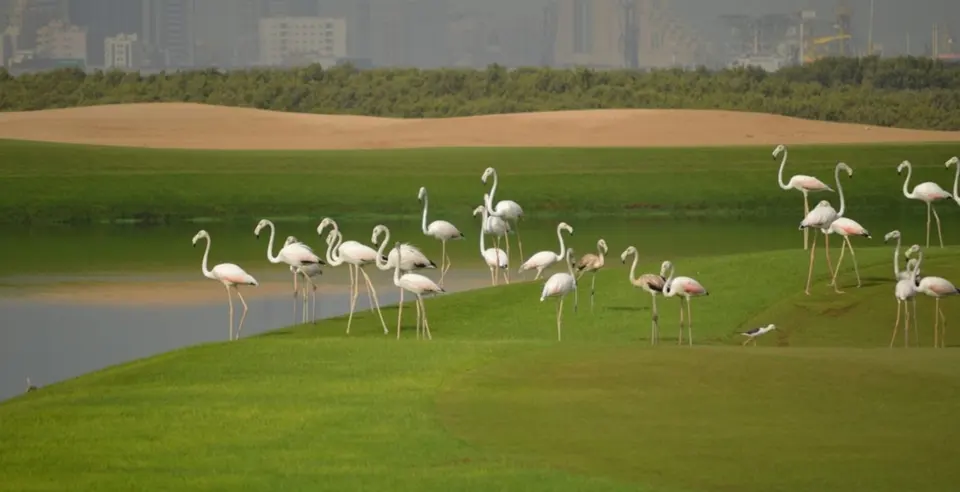 Flamingos gather beside water and a sand bunker on Al Zorah Golf Club course.
