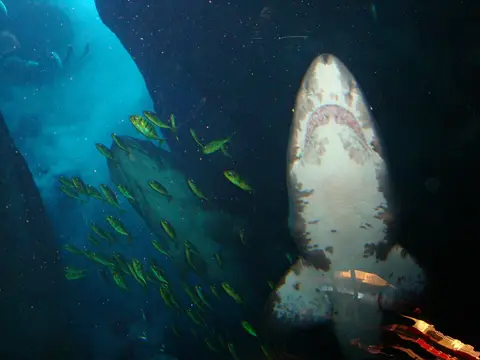 A shark passes close to the aquarium glass