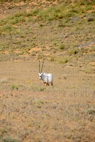 An Arabian oryx in an open patch of grassland