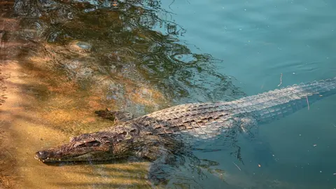 A crocodile swims through the blue-green water of its enclosure