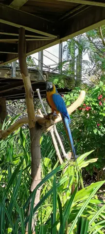 A blue-and-gold macaw perched inside the safari park