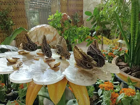 Owl butterflies gather on a feeding display inside Dubai Butterfly Garden, photographed in December 2023