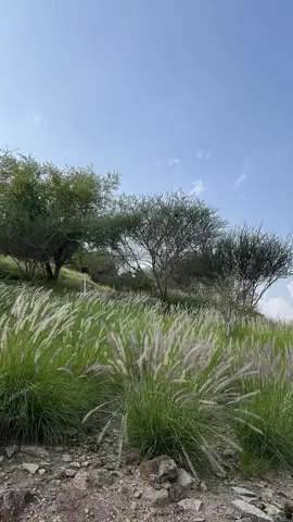 Steps and planted slopes on the route uphill