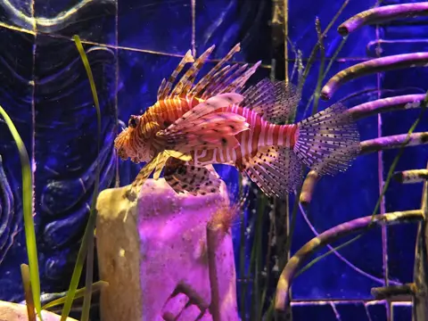 A lionfish inside the aquarium’s themed exhibits