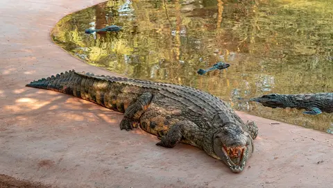 A crocodile rests at the edge of the pool in Dubai Crocodile Park