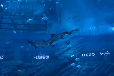 Sharks and other fish swim past an underwater viewing window