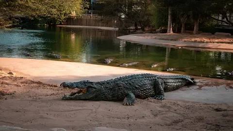 A crocodile lies on the sandy bank beside the landscaped pond