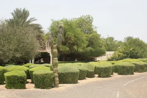 کریک سائیڈ پارک میں تراشی باڑیں، کھجوریں اور پرسکون راستہ، تصویر 2012 کی ہے