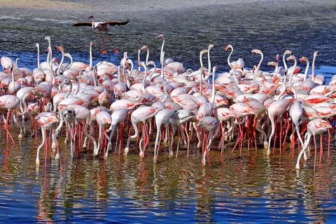 A flock of flamingos gathers in the sanctuary’s shallows