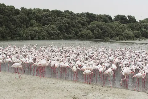 Flamingos beside the wetland’s mangrove vegetation