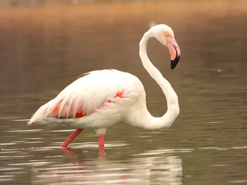 A close view of a flamingo standing in shallow water