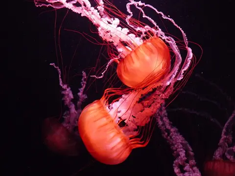 Jellyfish illuminated in a dark display tank