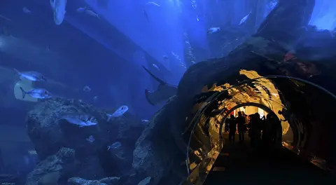 Visitors look through the aquarium tunnel into the main tank