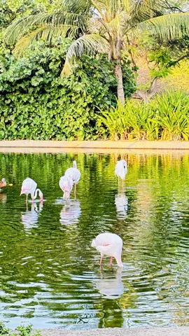 Flamingos beside the water in the safari park