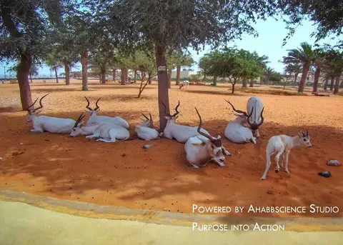 A group of markhors resting in a sandy enclosure