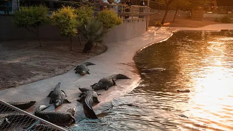 Crocodiles lie on the sand next to the water, Dubai Crocodile Park , UAE