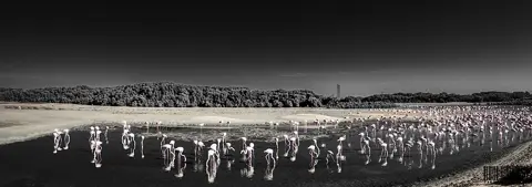 An archive monochrome view of birds spread across the wetland