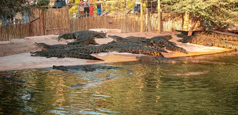 Crocodiles lie on the sand next to the water with their mouths open, Dubai Crocodile Park , UAE