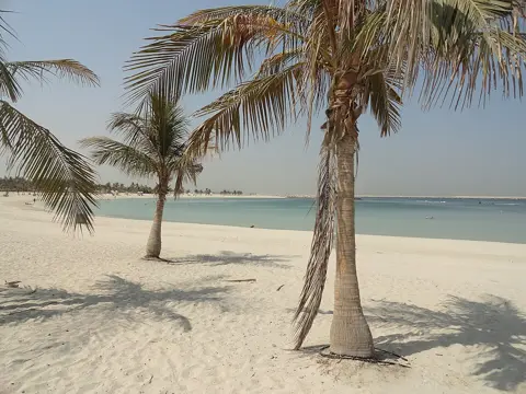 سمندر کے پاس ریت کے حصے پر کھجوروں کا سایہ