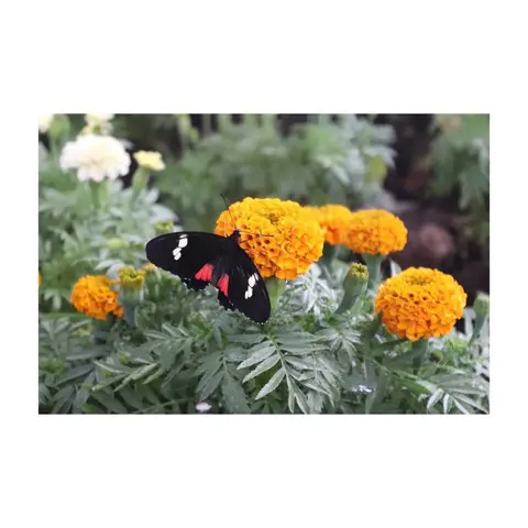 Butterfly sucking nectar (dubai butterfly garden)