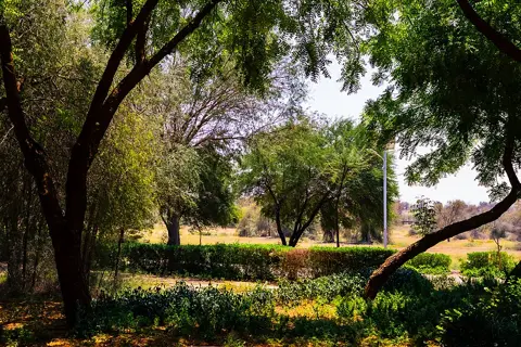 A shaded walking path through the park’s trees