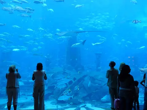 Visitors face the large blue-lit aquarium window