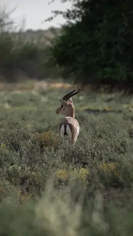 A gazelle stands among low desert vegetation