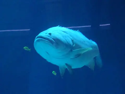 A large fish seen through the aquarium’s blue-lit viewing glass