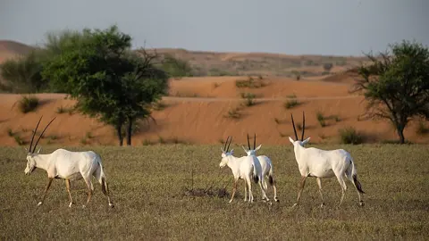 A small herd of Arabian oryx in the reserve’s desert habitat