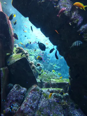 Fish and underwater theming beside a viewing window