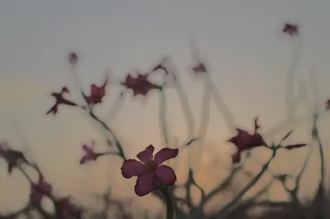 غروب پر دبئی کریک پارک میں کھینچی گئی پھولوں کی تصویر