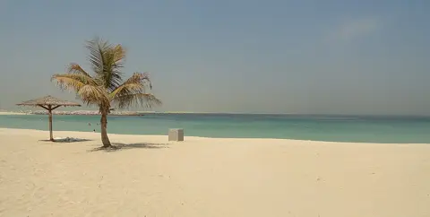 پرسکون ریتلے کنارے کے پاس اکیلی کھجور