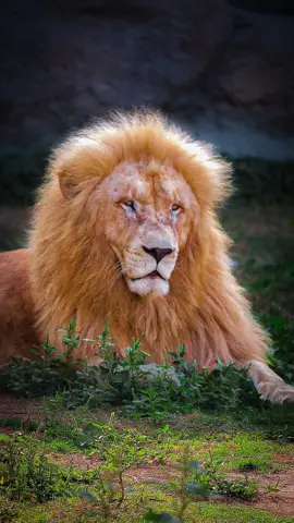 A white lion photographed within its park habitat