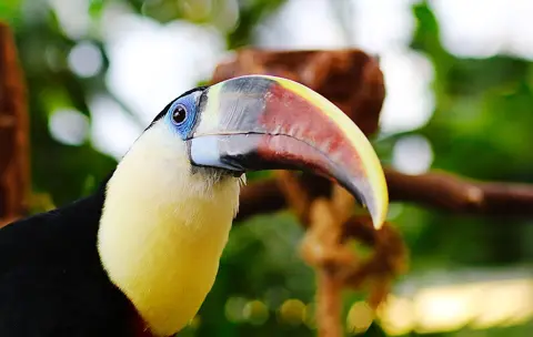 A toucan inside the indoor rainforest attraction