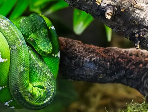 A green tree python resting among foliage