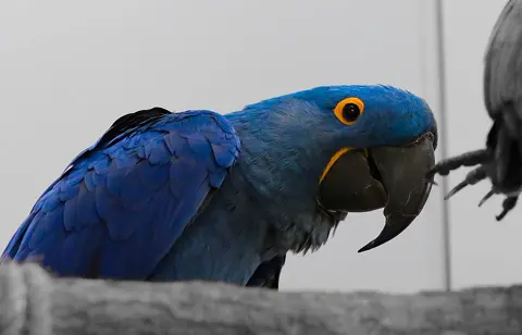 A blue hyacinth macaw photographed inside Green Planet