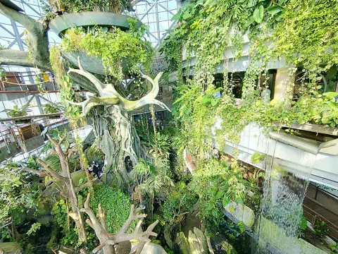 Dense greenery and the central tree structure inside the biodome