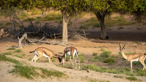 Gazelles graze beneath trees in the conservation reserve