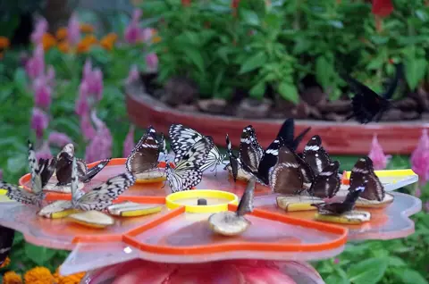 Butterflies feed on fruit trays inside the garden, photographed in March 2020