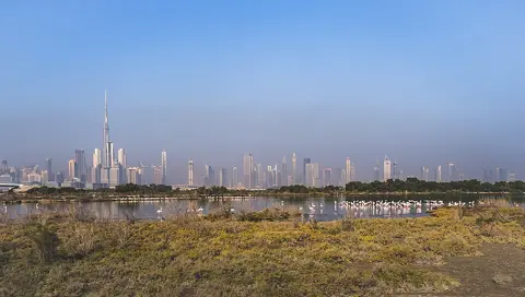 Wetland habitat with the Dubai skyline beyond the sanctuary