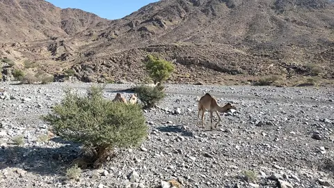 وادی شوکہ — وادی شوکہ کے منظر میں کھینچی گئی اونٹوں کی تصویر۔